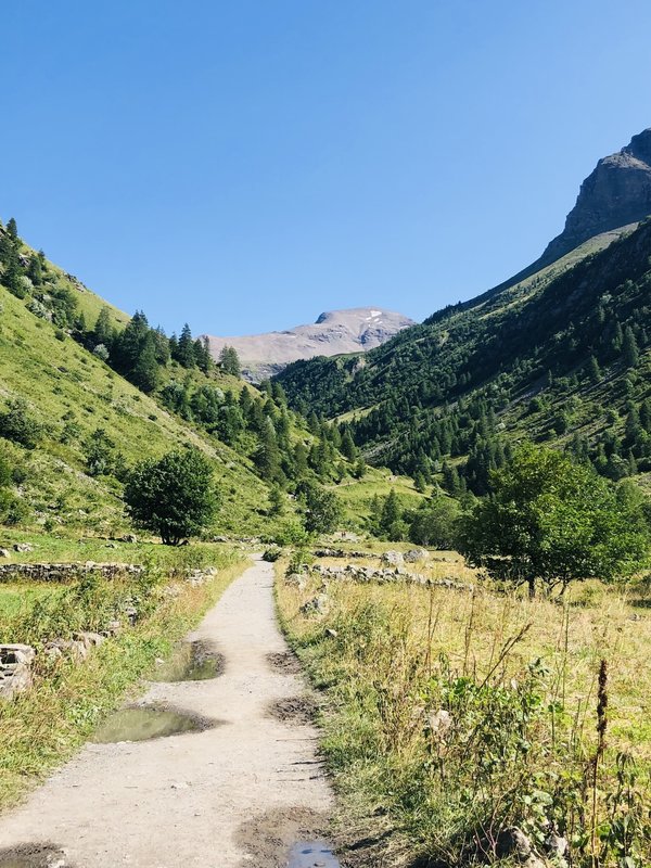 Quel soin naturel peut-on appliquer pour atténuer les vergetures récentes?